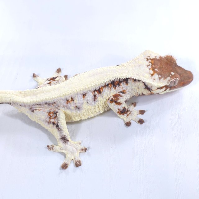 릴리 세이블