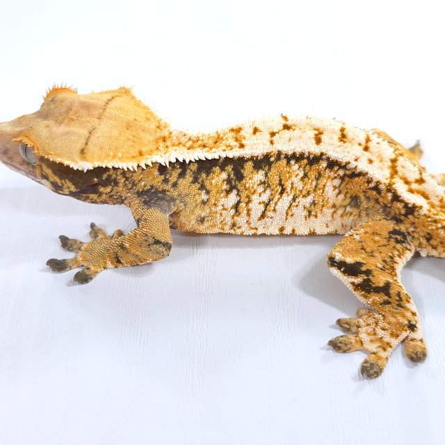 트라이 익스트림할리퀸 화이트스팟