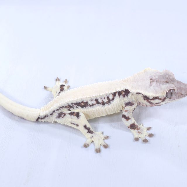 릴리 세이블 화이트