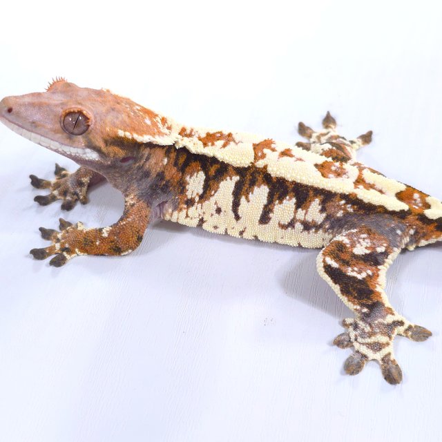 화이트 카푸치노