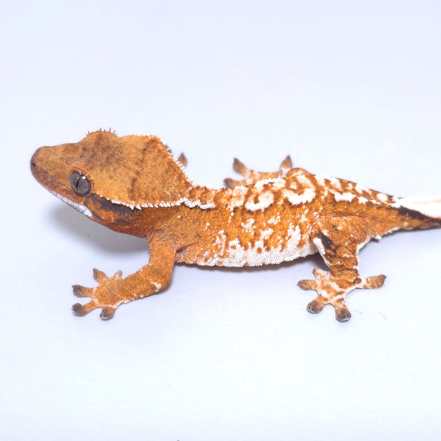 트라이 익스트림할리퀸