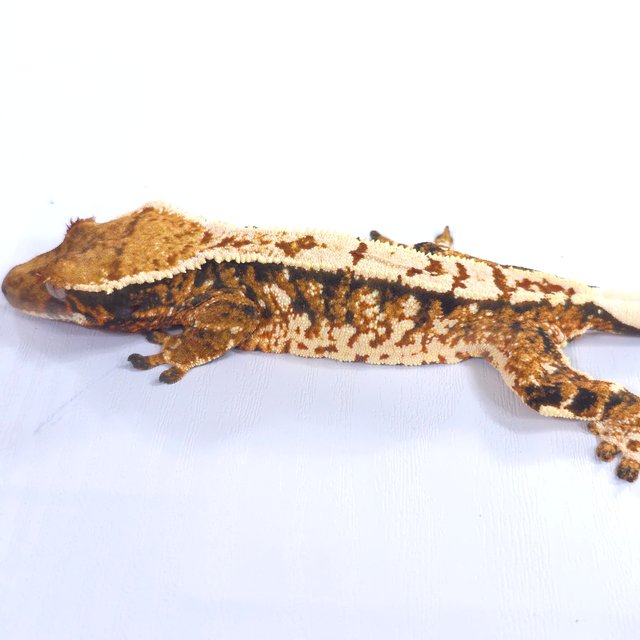 트라이 익스트림할리퀸 화이트스팟