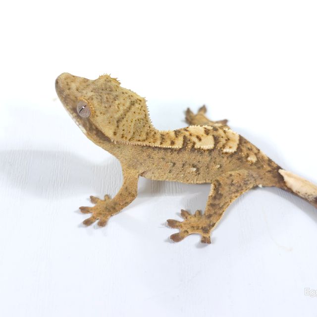 노멀 크림시클