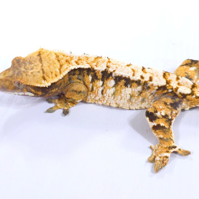 트라이 익스트림할리퀸 화이트스팟