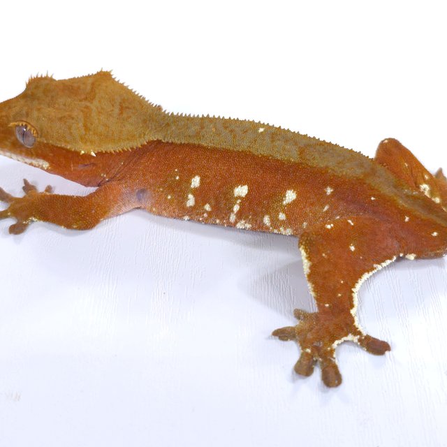 레드 바이 화이트포트홀