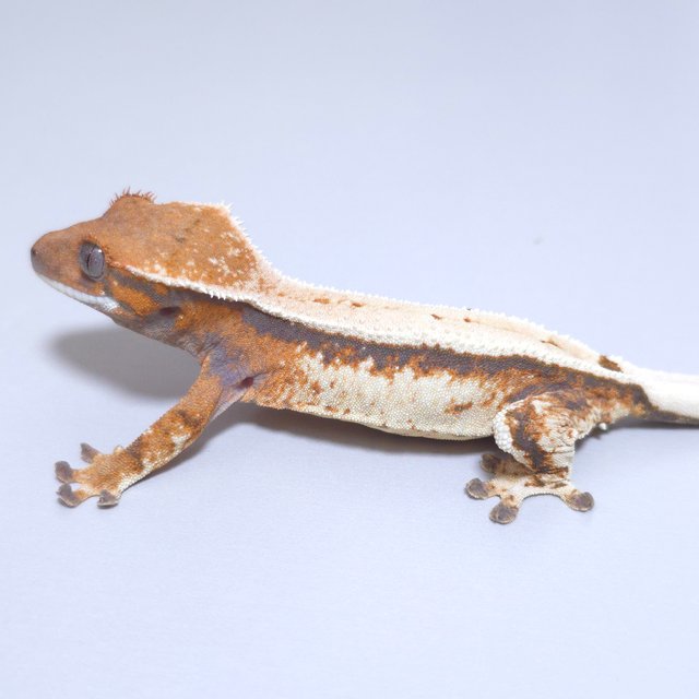 세이블