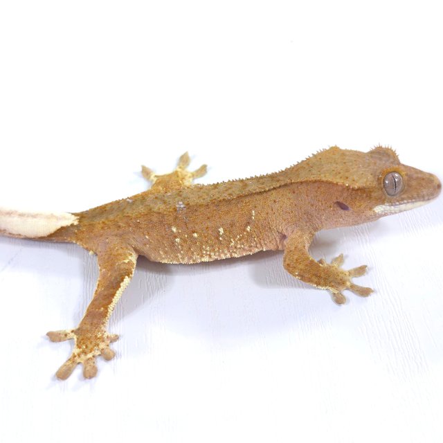 레드 바이 화이트포트홀