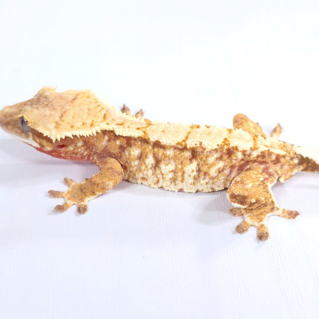 레드 트라이 익스트림할리퀸 화이트스팟