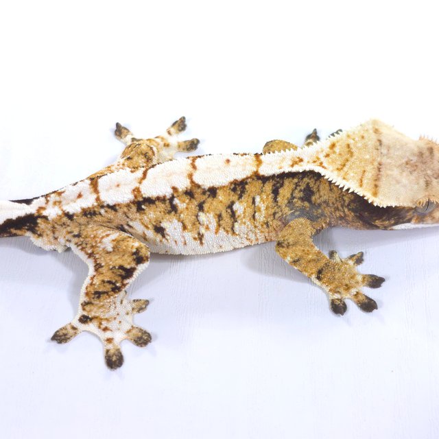 트라이 익스트림할리퀸