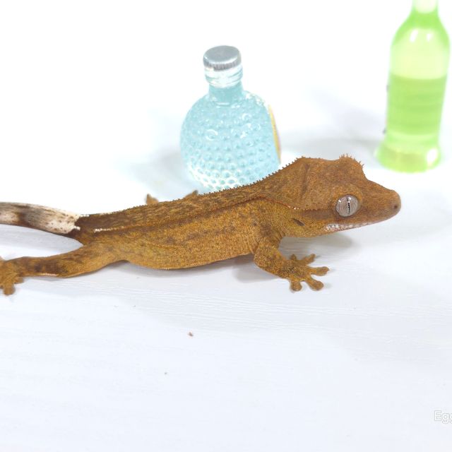 벅스킨 옐로우