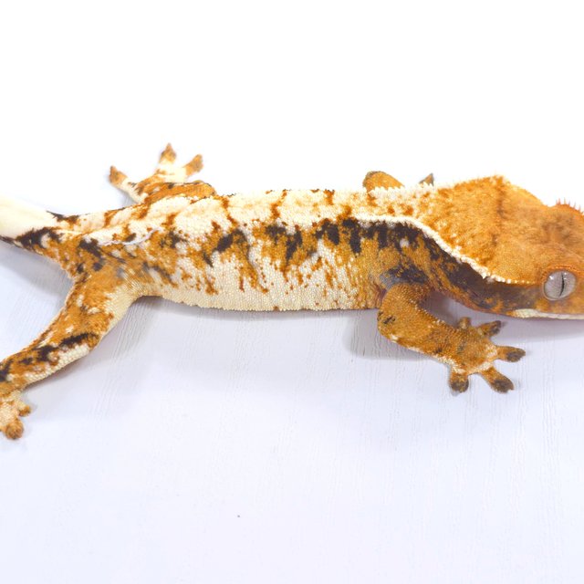 트라이 익스트림할리퀸