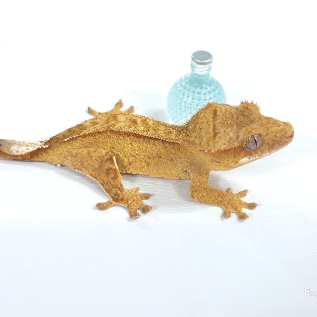 벅스킨 옐로우