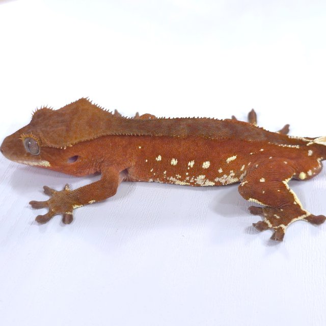 레드 바이 화이트포트홀