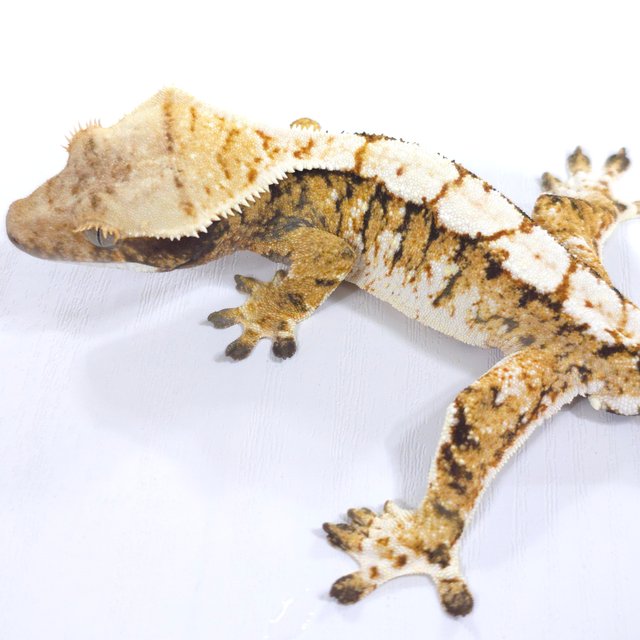 트라이 익스트림할리퀸