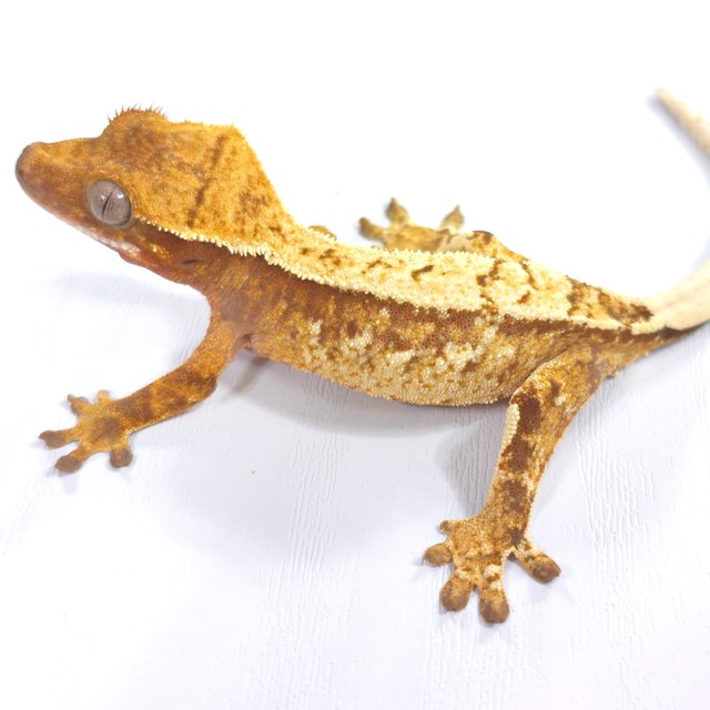 레드 트라이 익스트림할리퀸