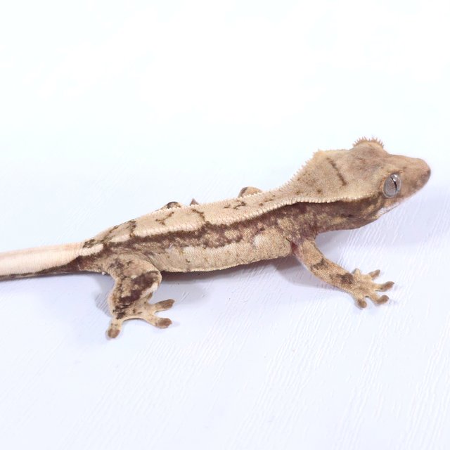 드리피 화이트스팟