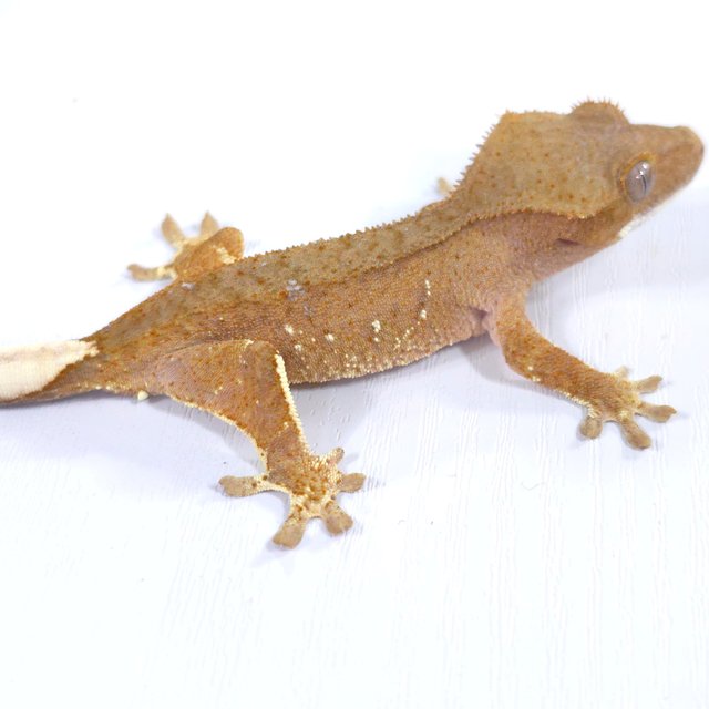 레드 바이 화이트포트홀