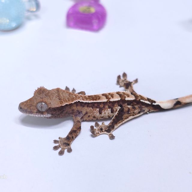 카푸치노
