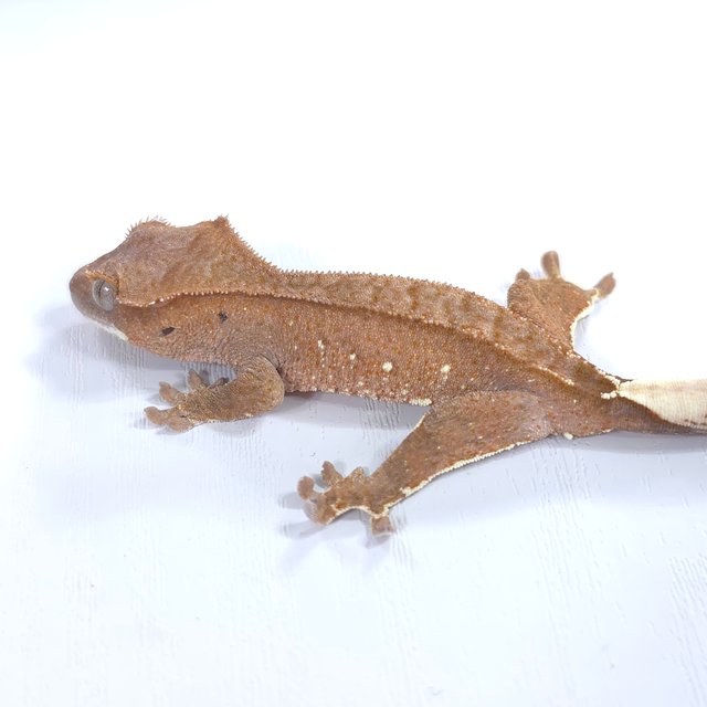 레드 바이 화이트포트홀