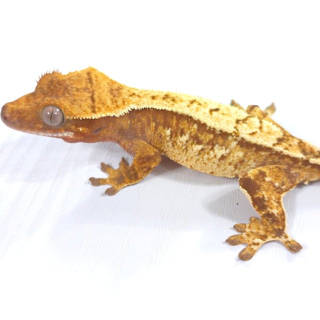 레드 트라이 익스트림할리퀸