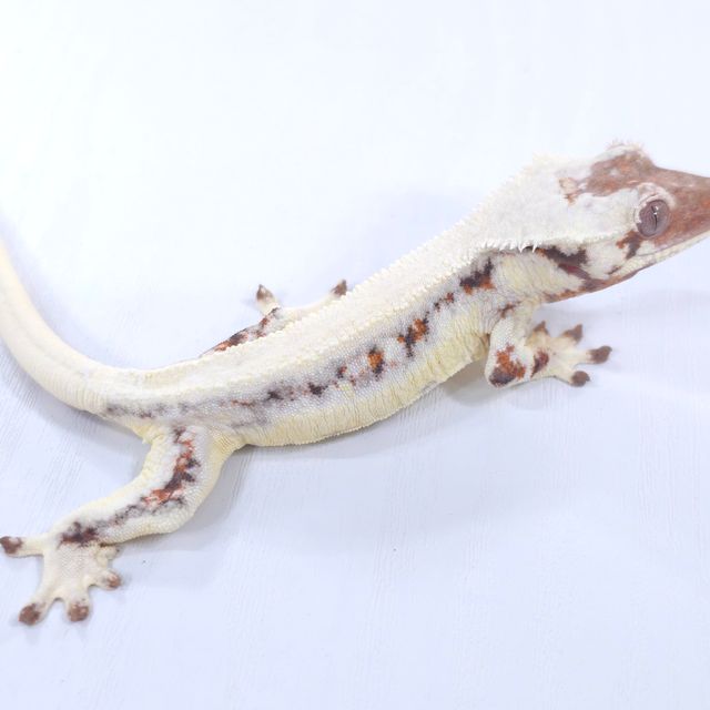 릴리 세이블