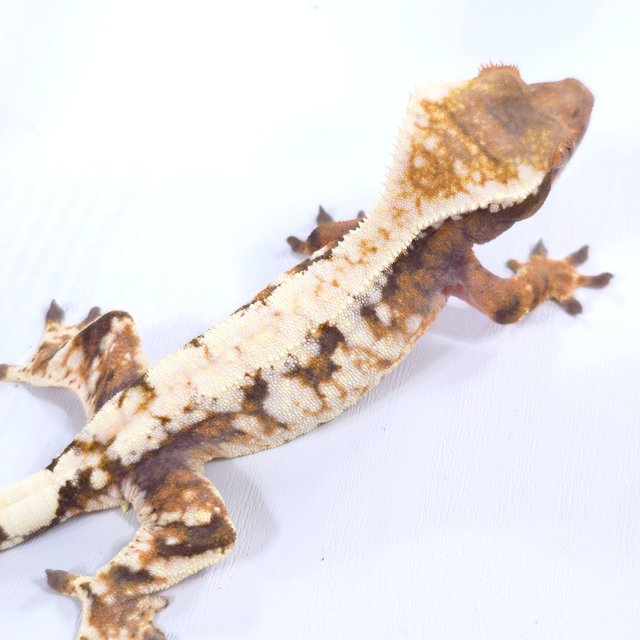 트라이 드리피 화이트스팟 카푸치노