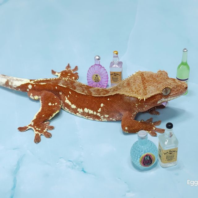 레드 바이 화이트포트홀