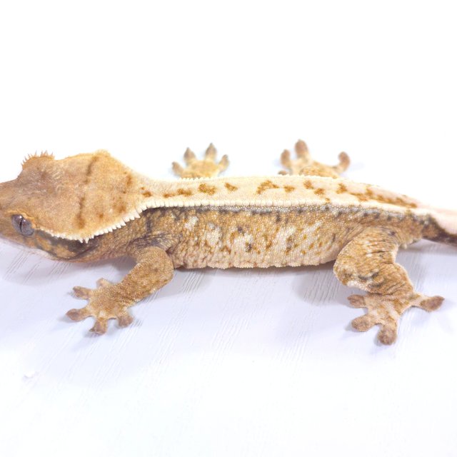 드리피 트라이 익스트림할리퀸