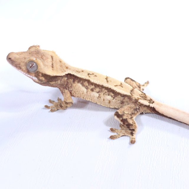 드리피 화이트스팟