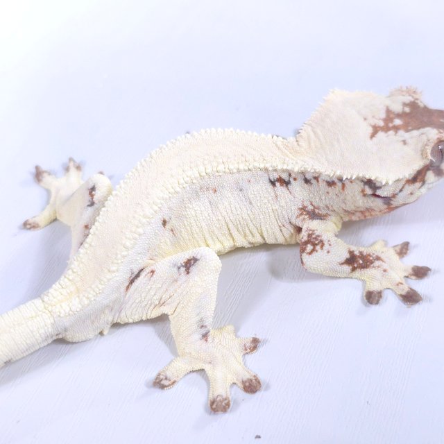 릴리 세이블