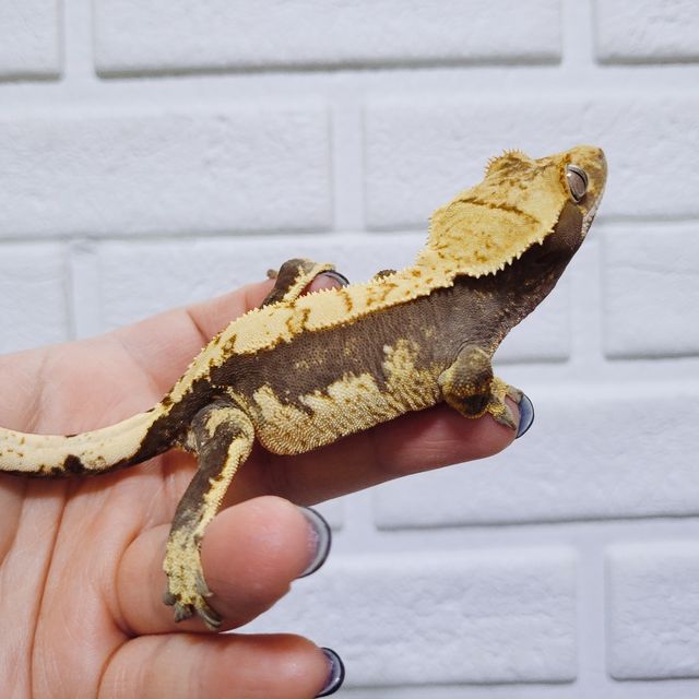 100%헷아잔틱
