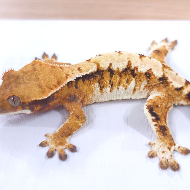 트라이 익스트림할리퀸