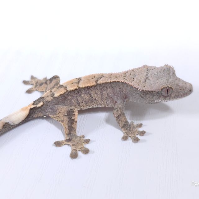 세이블