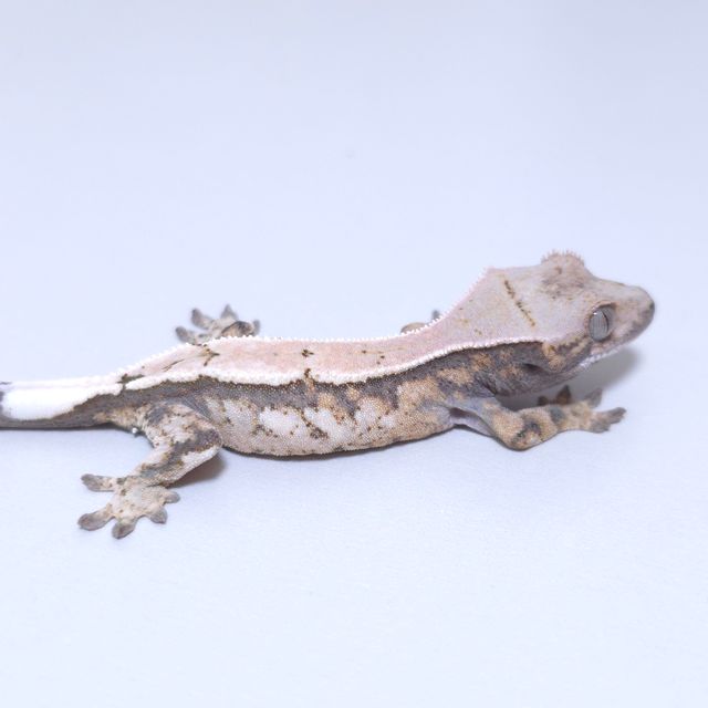세이블
