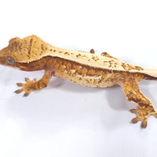 레드 트라이 익스트림할리퀸