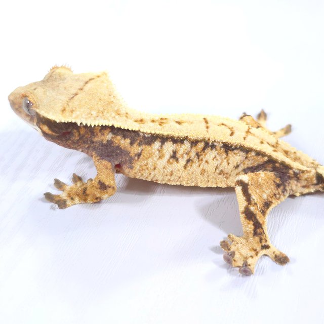 드리피 화이트스팟