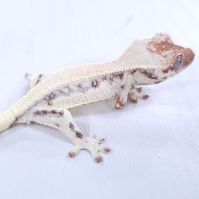 릴리 세이블