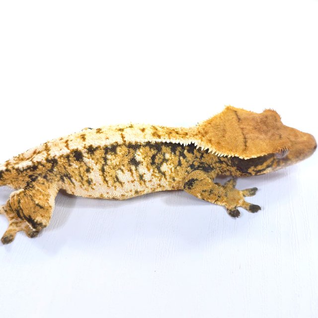 트라이 익스트림할리퀸 화이트스팟