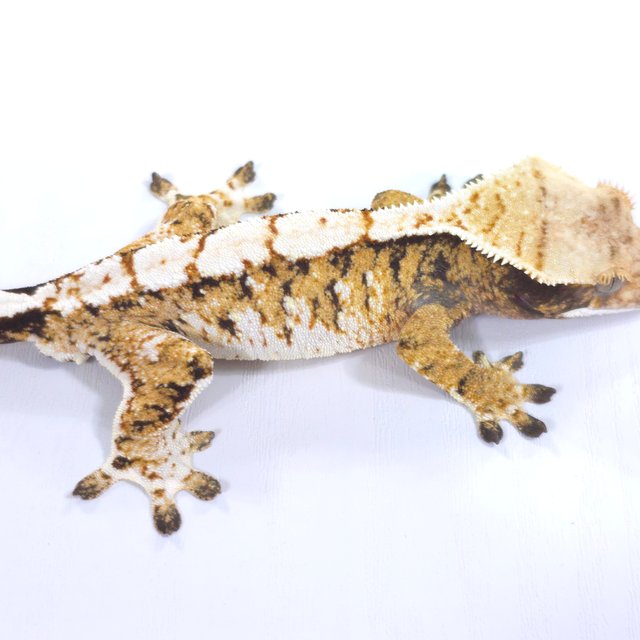 트라이 익스트림할리퀸