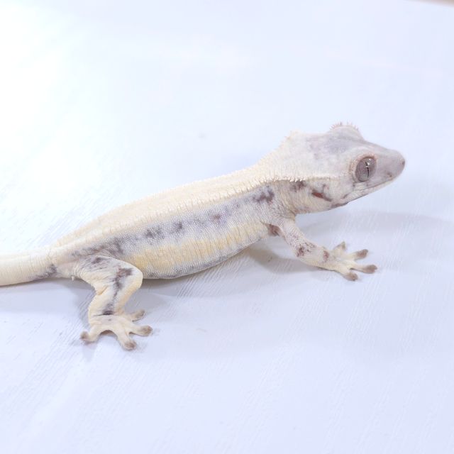 릴리 세이블