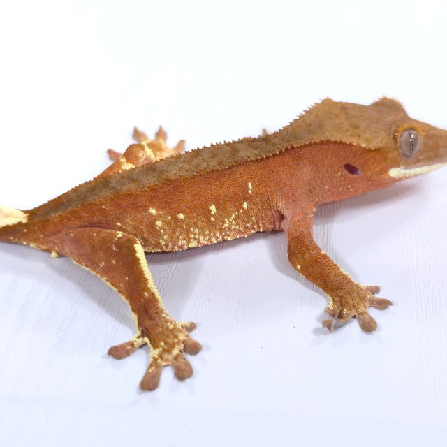 레드 바이 화이트포트홀