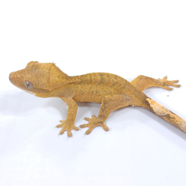 옐로우 벅스킨