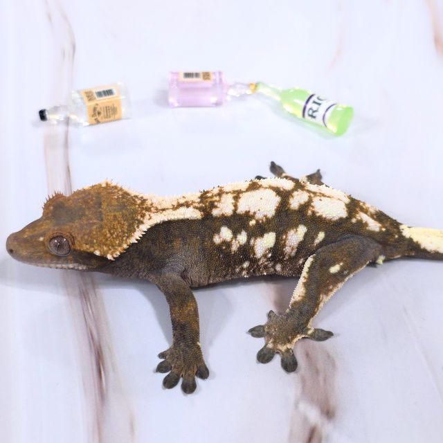 세이블