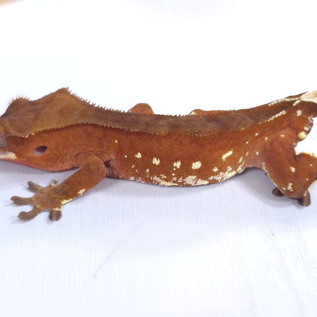 레드 바이 화이트포트홀