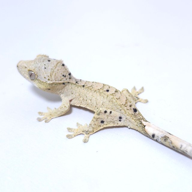 달마시안 슈퍼달마시안