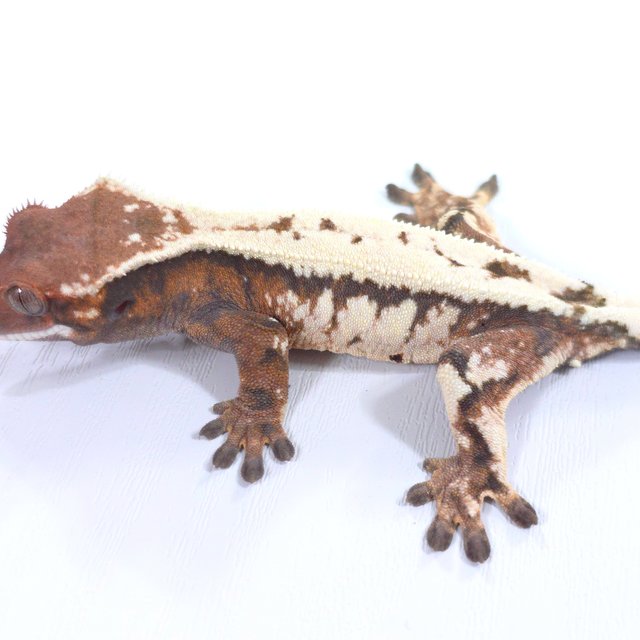 세이블