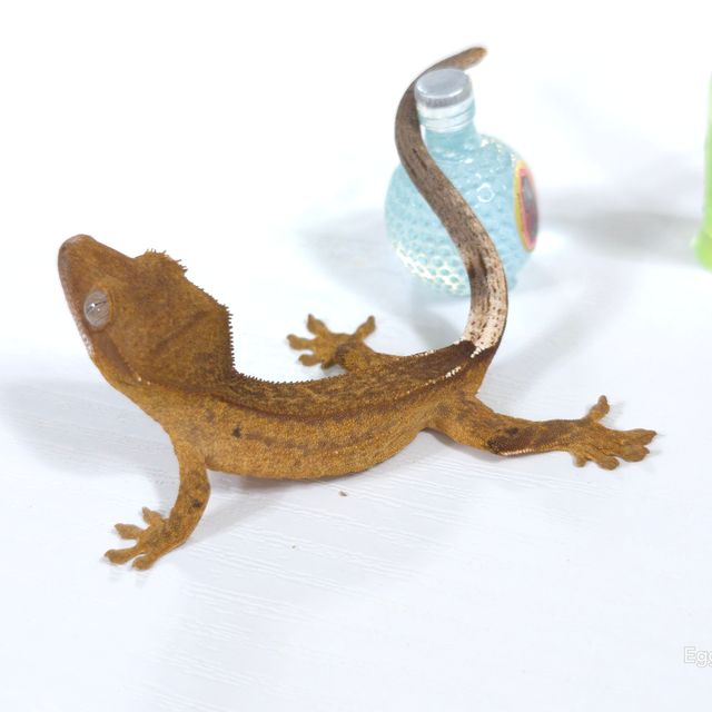 벅스킨 옐로우