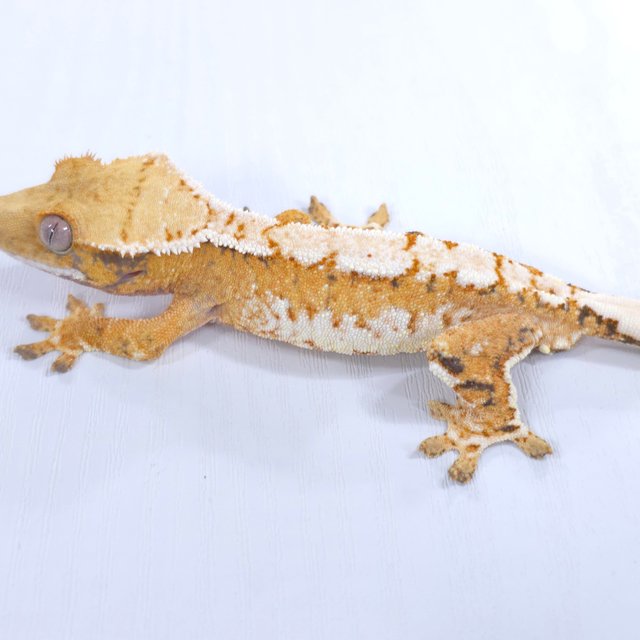 트라이 익스트림할리퀸