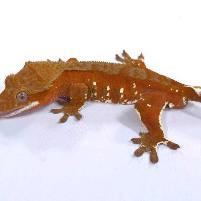 레드 바이 화이트포트홀