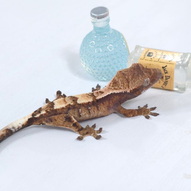 세이블 텐저린